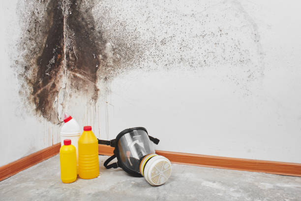 Best Crawl Space Mold Removal  in Kingston, PA