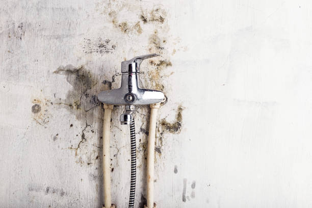 Best Black Mold Removal  in Kingston, PA