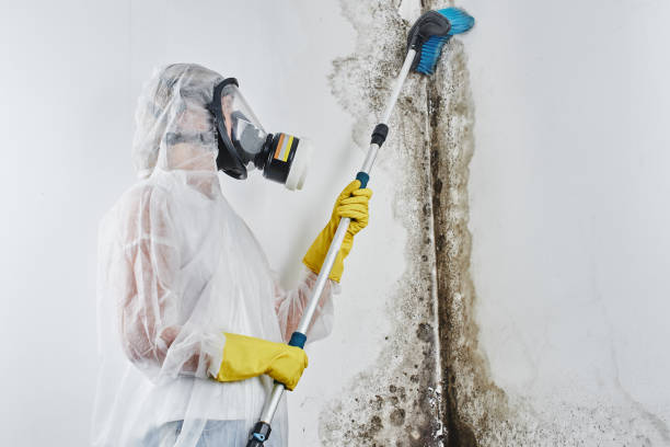 Best Best Mold Removal Companies  in Kingston, PA