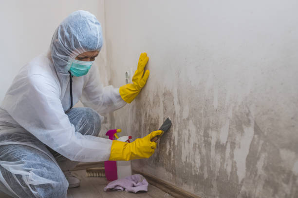 Best Best Mold Removal Companies  in Kingston, PA