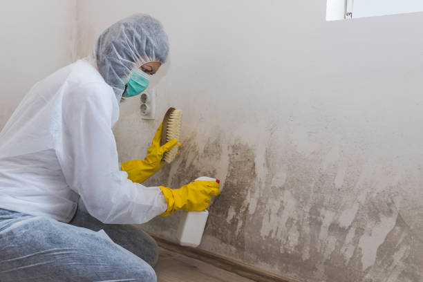 Best Emergency Mold Removal  in Kingston, PA