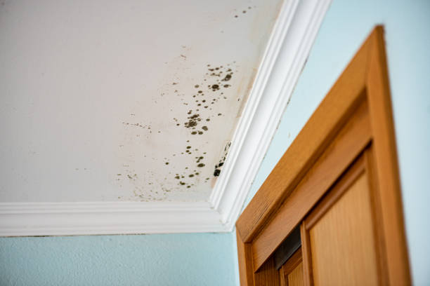 Best Mold Cleaning Services  in Kingston, PA