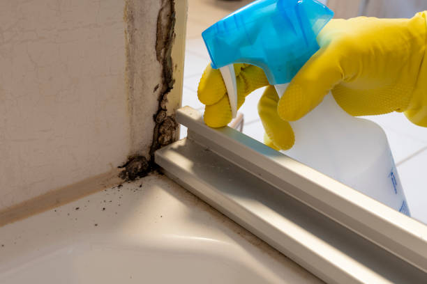 Best Toxic Mold Removal  in Kingston, PA