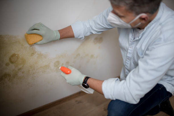 Best Mold Damage Repair  in Kingston, PA