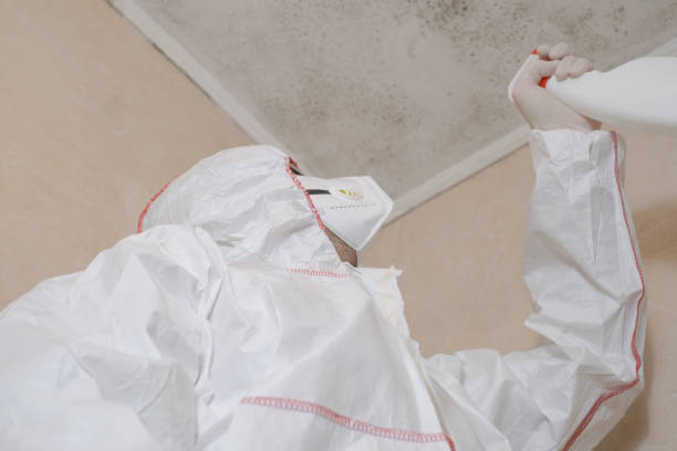 Best Commercial Mold Removal  in Kingston, PA