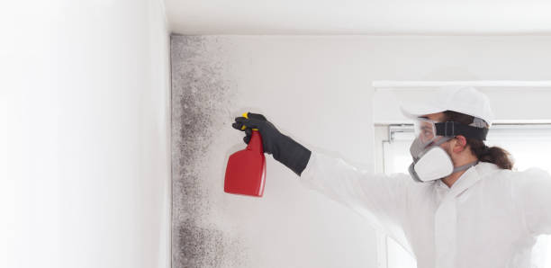 Best Mold Remediation  in Kingston, PA