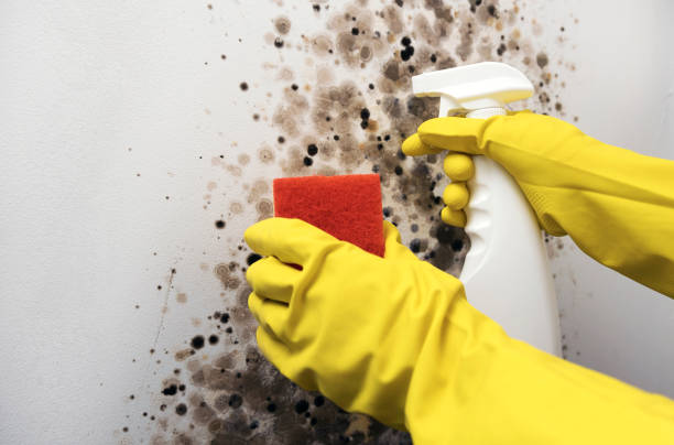 Crawl Space Mold Removal in Kingston, PA