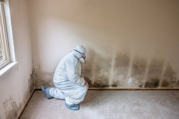 Professional Mold Removal in Kingston, PA