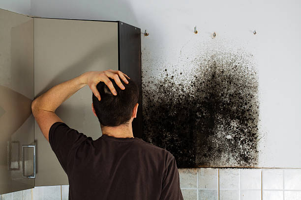 Best Toxic Mold Removal  in Kingston, PA
