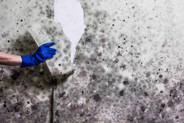 Best Mold Cleaning Services  in Kingston, PA