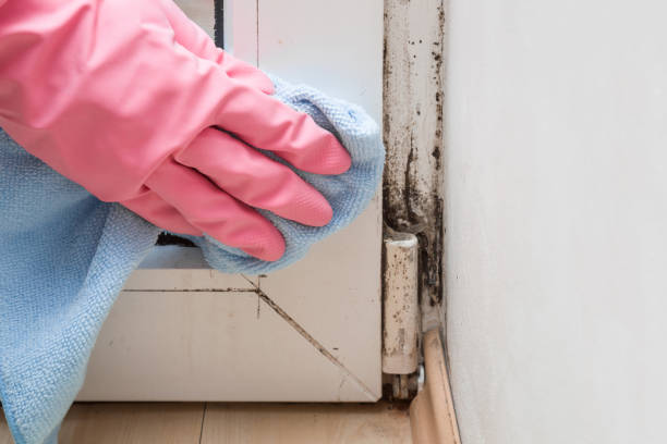 Best Local Mold Removal Service  in Kingston, PA