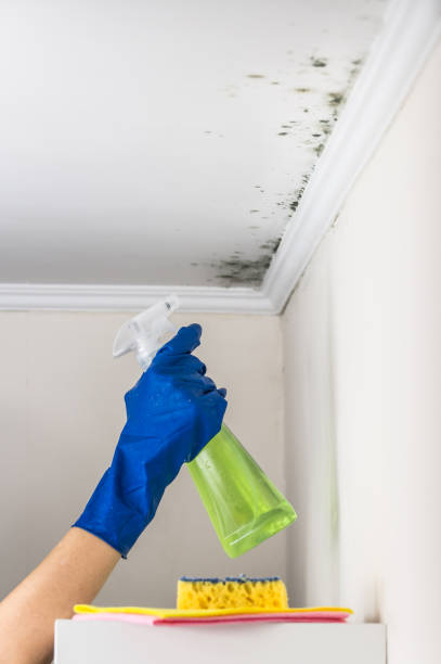 Best Crawl Space Mold Removal  in Kingston, PA